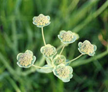 Bupleurum angulosum